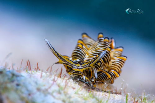 在人跡罕至的水下秘境,探尋海洋神奇生物丨leon zhao