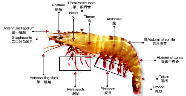 對(duì)蝦生物學(xué)如何?又該如何養(yǎng)殖?