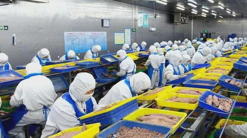 石島創(chuàng)新海洋科技，生物技術(shù)助力漁業(yè)產(chǎn)業(yè)鏈增值